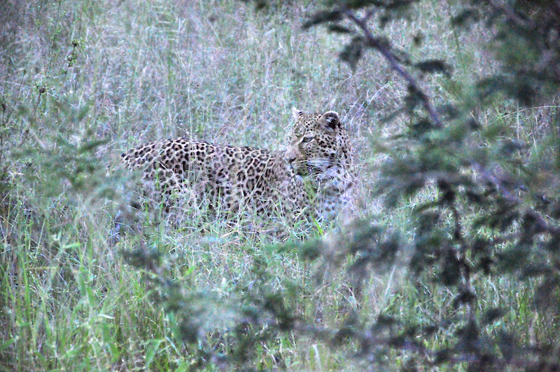 Melanie Heinrich - travel images - Lion Sands Private game reserver Hazyview